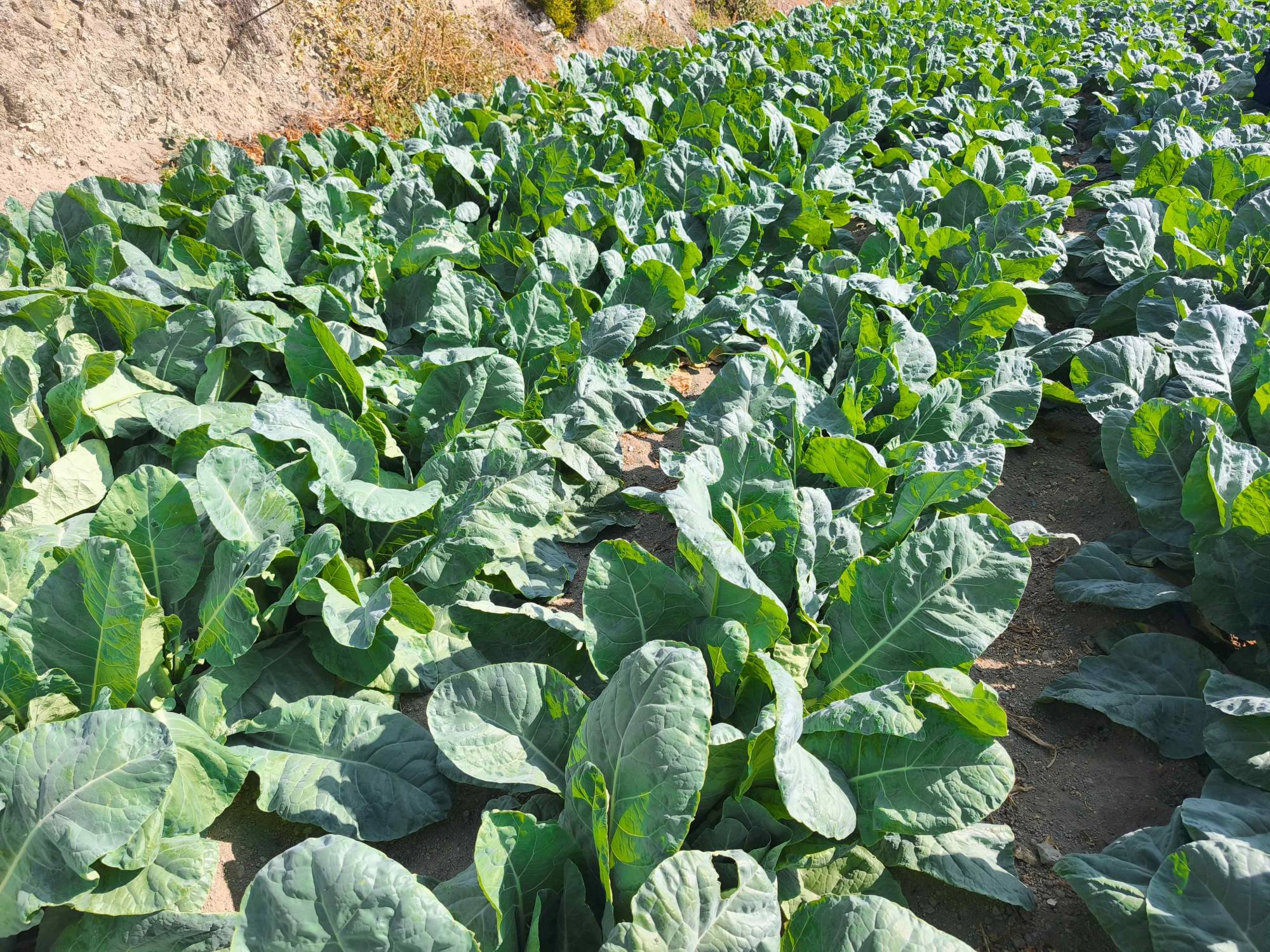 CAULIFLOWER FASTON F1