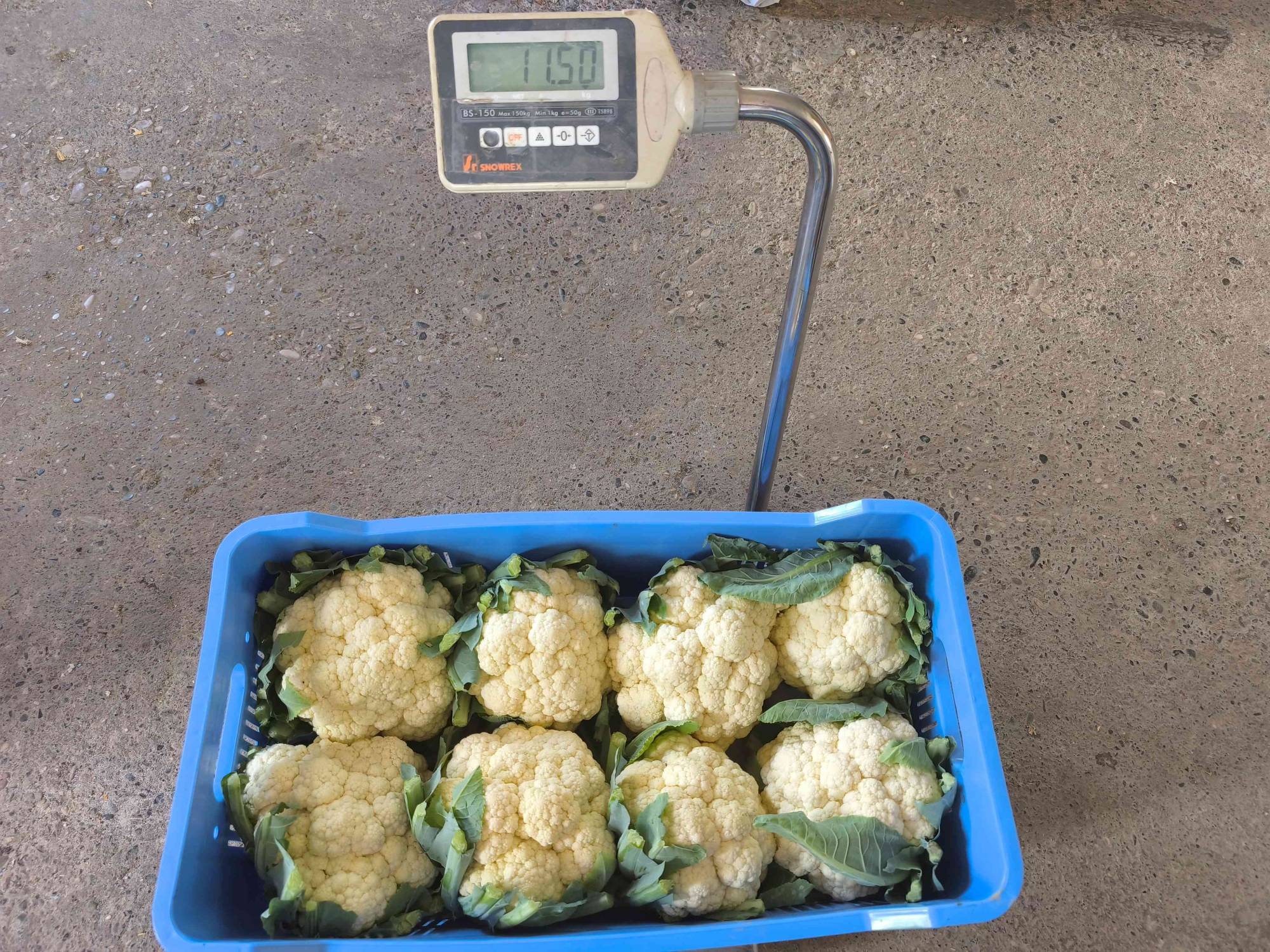 CAULIFLOWER FASTON F1