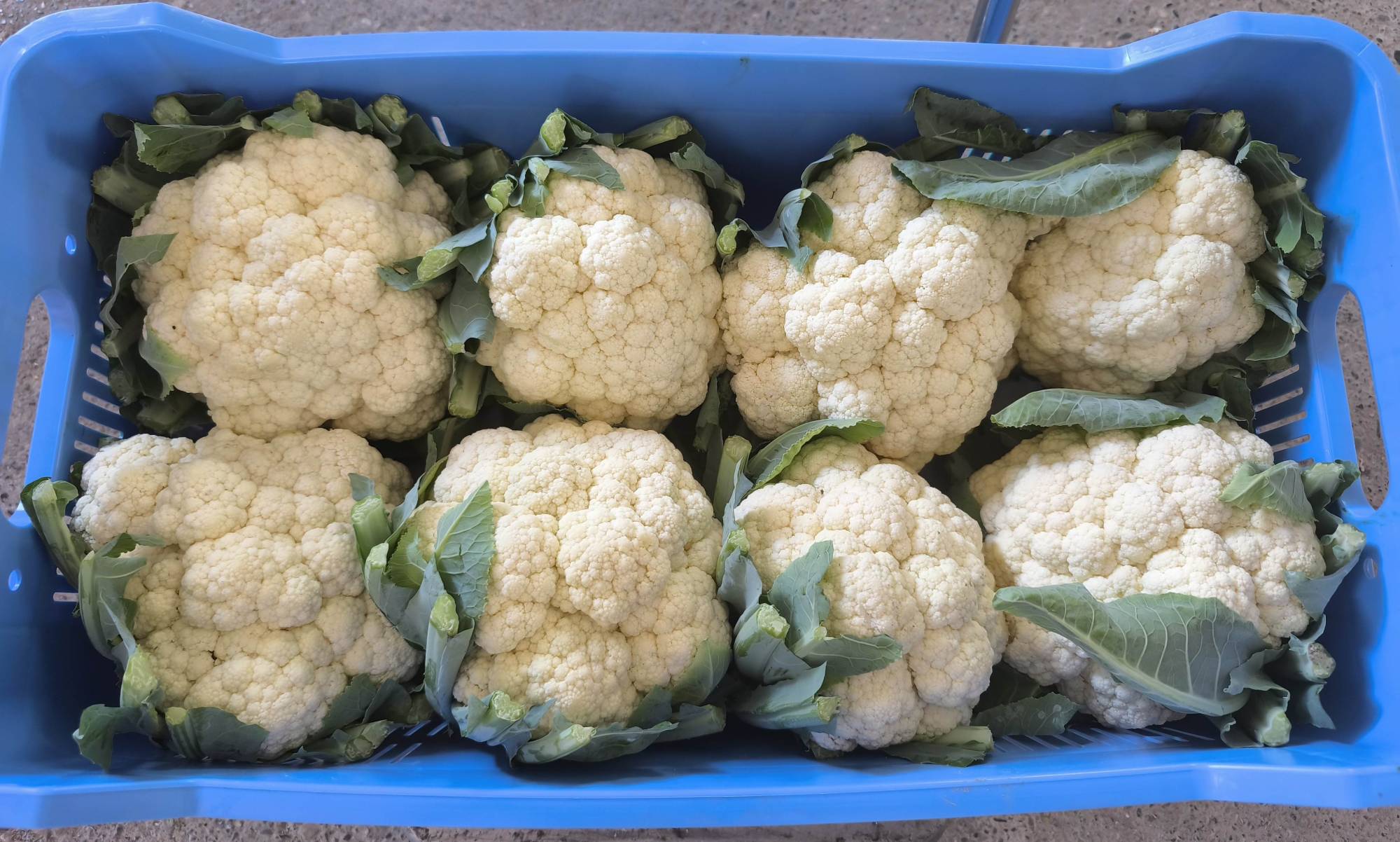 CAULIFLOWER FASTON F1