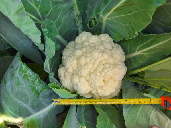 CAULIFLOWER FASTON F1