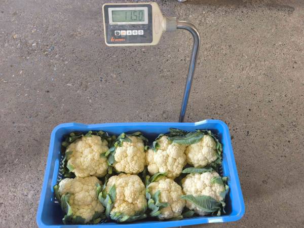 CAULIFLOWER FASTON F1
