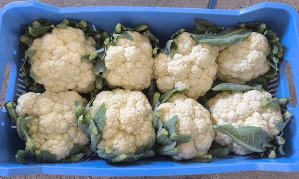 CAULIFLOWER FASTON F1