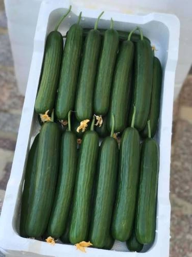CUCUMBER BALLISTIC F1