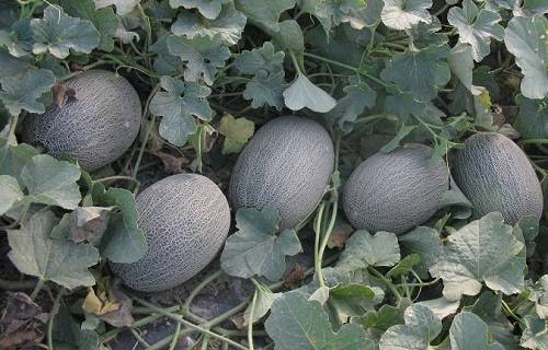 ΠΕΠΟΝΙ (ΑΝΑΝΑΣ) WIZ F1 (140G-23-14189)