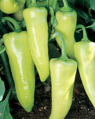 PEPPER BOUNTY F1