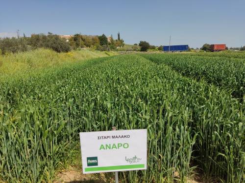 ΣΙΤΑΡΙ ΜΑΛΑΚΟ ANAPO RII 