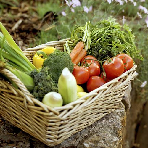 ALL PURPOSES FERTILIZER