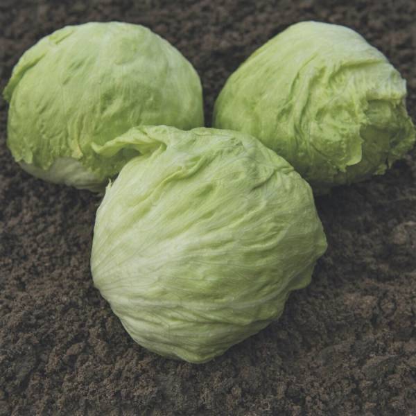 ΜΑΡΟΥΛΙ (ICEBERG) BONNICE