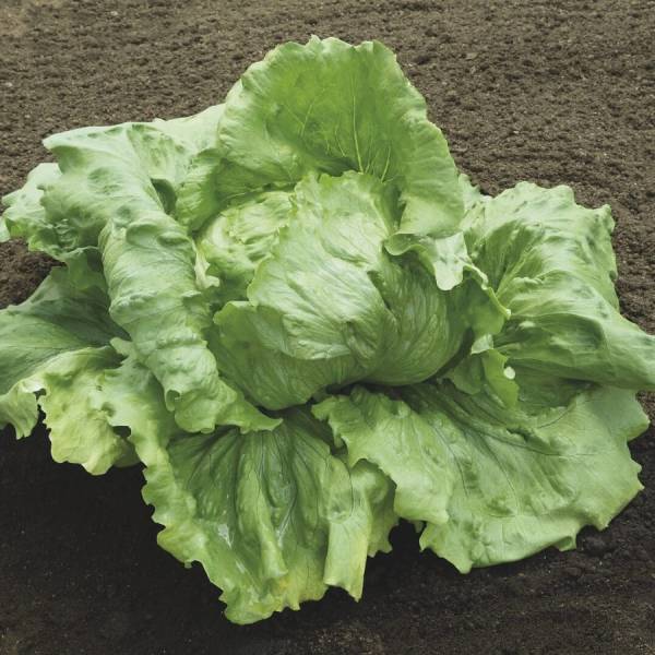ΜΑΡΟΥΛΙ (ICEBERG) BONNICE