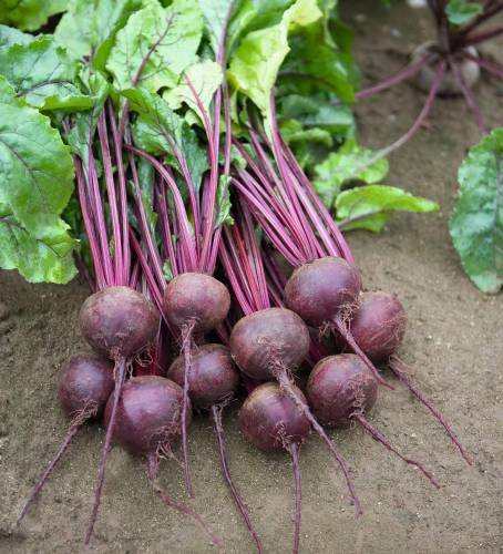 BEET RHONDA