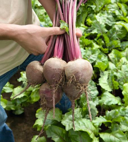 BEET RHONDA