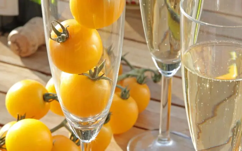 TOMATO GOLDWIN F1