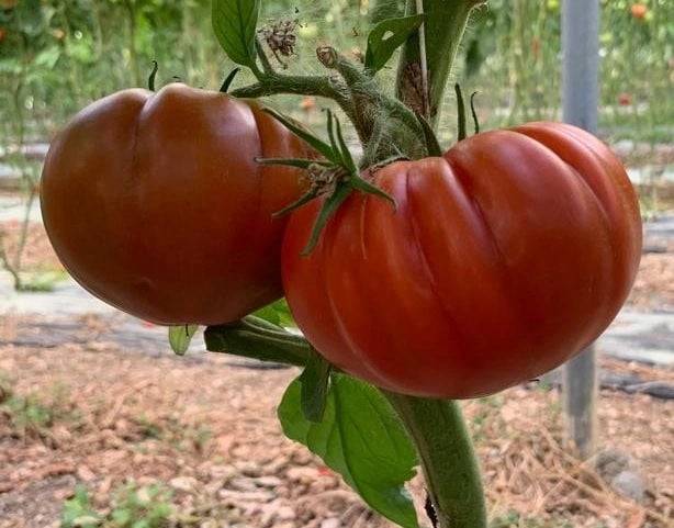 TOMATO MARMALYSA F1