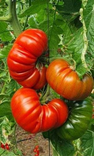 TOMATO MARMALYSA F1