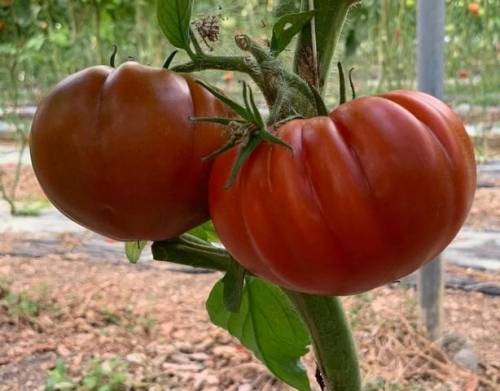 TOMATO MARMALYSA F1